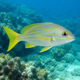 fish